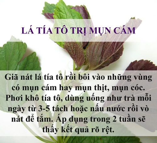 Trị sạch mụn chỉ mất vài nghìn đồng bằng lá cây - 3