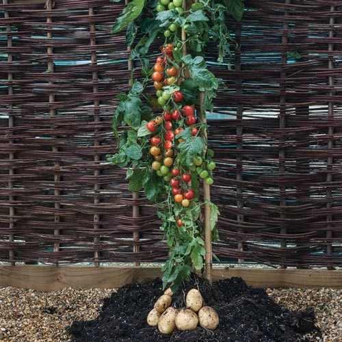 Trồng cà chua gốc khoai tây cho 500 trái một mùa - 5