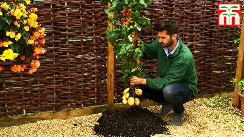 Trồng cà chua gốc khoai tây cho 500 trái một mùa - 2