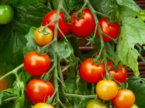 Trồng cà chua gốc khoai tây cho 500 trái một mùa - 3