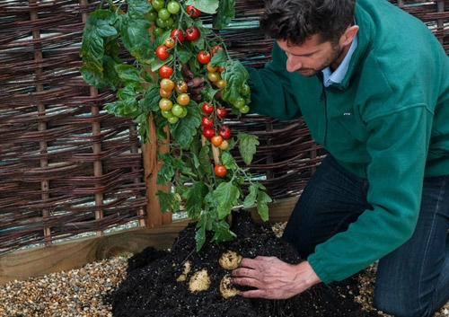 Trồng cà chua gốc khoai tây cho 500 trái một mùa - 1