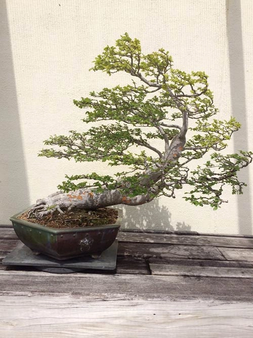 Vườn bonsai tiền tỷ ở mỹ của bằng kiều - 9