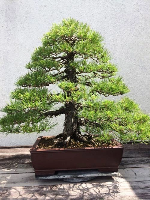 Vườn bonsai tiền tỷ ở mỹ của bằng kiều - 10