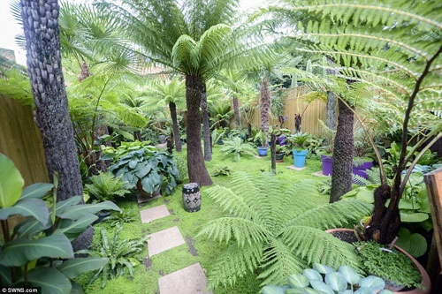 12 năm biến vườn nhà thành rừng mưa nhiệt đới thu nhỏ - 9