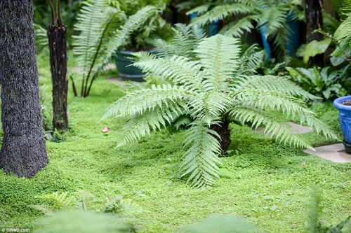 12 năm biến vườn nhà thành rừng mưa nhiệt đới thu nhỏ - 10