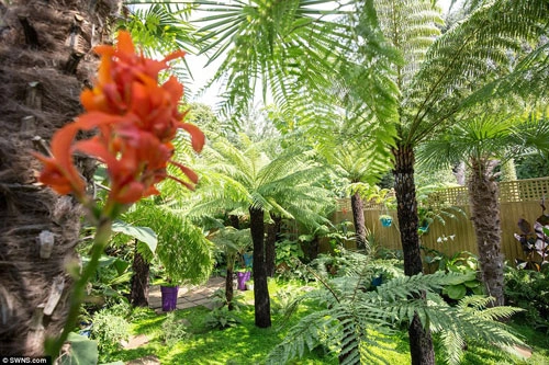 12 năm biến vườn nhà thành rừng mưa nhiệt đới thu nhỏ - 12