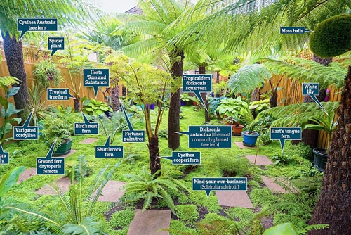 12 năm biến vườn nhà thành rừng mưa nhiệt đới thu nhỏ - 1