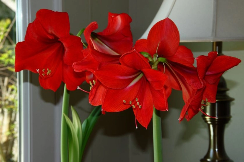 5 loài hoa nở bung rực rỡ khi đông sang - 2
