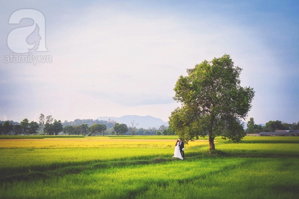 Bộ ảnh cưới an giang mùa lúa chín đẹp như tranh vẽ của cặp đôi miền tây - 8