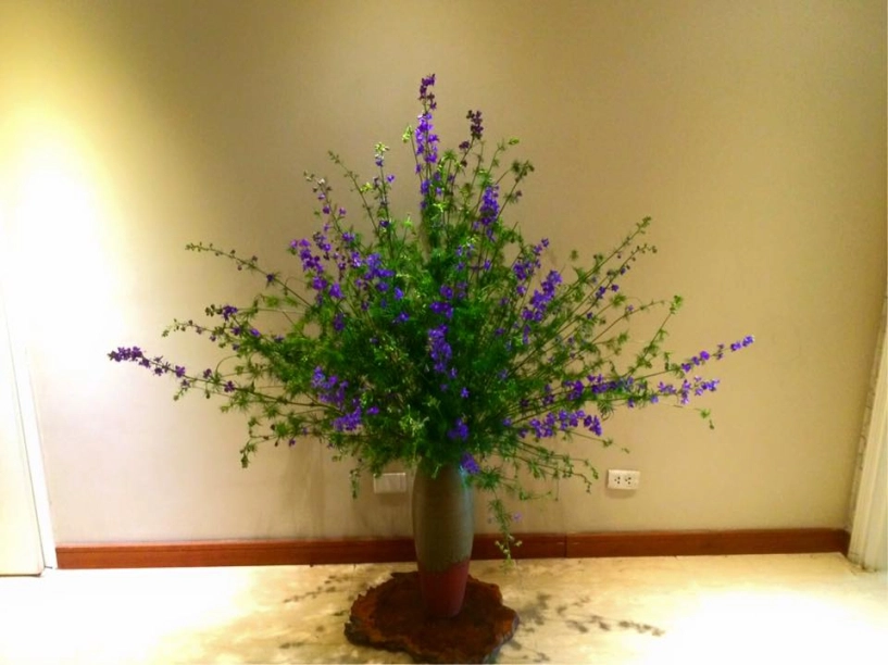 Cắm hoa violet tươi lâu đến 7 ngày - 1