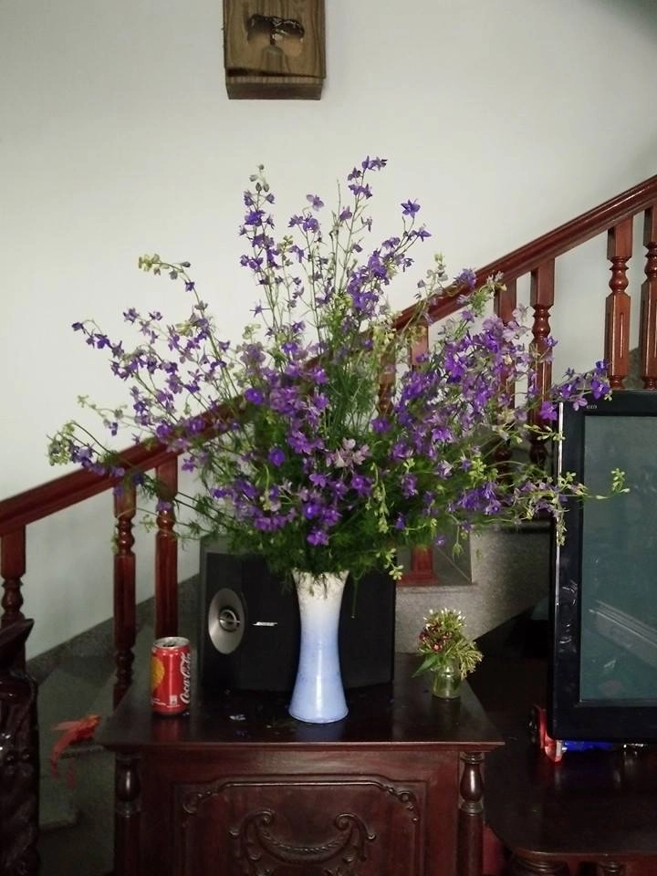 Cắm hoa violet tươi lâu đến 7 ngày - 3