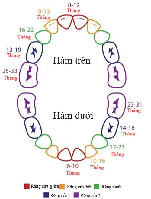 Dấu hiệu cô tiên răng ghé thăm bé yêu - 2