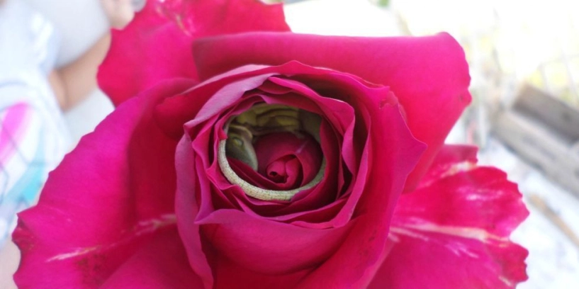 Hoảng hốt phát hiện thằn lằn xanh núp giữa bông hồng đỏ - 1