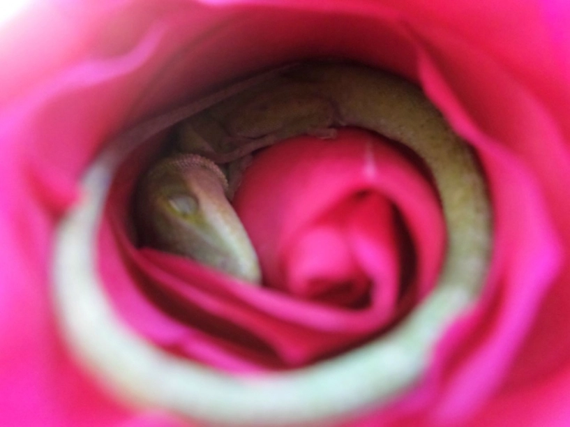 Hoảng hốt phát hiện thằn lằn xanh núp giữa bông hồng đỏ - 2