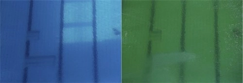 Kinh hoàng với sự thật nước bể bơi olympic chuyển thành màu xanh lá - 1