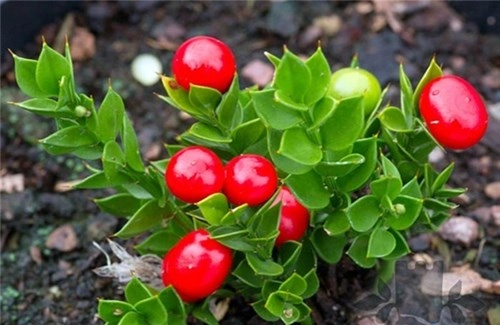 Loại cây độc nhất vô nhị quả đỏ mọng mọc ra từ giữa lá - 2