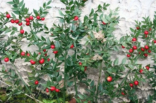 Loại cây độc nhất vô nhị quả đỏ mọng mọc ra từ giữa lá - 4