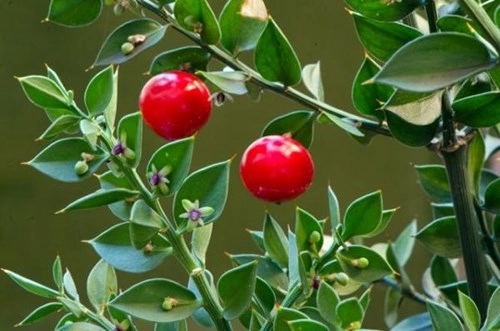 Loại cây độc nhất vô nhị quả đỏ mọng mọc ra từ giữa lá - 6