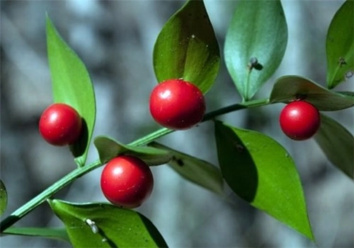 Loại cây độc nhất vô nhị quả đỏ mọng mọc ra từ giữa lá - 8