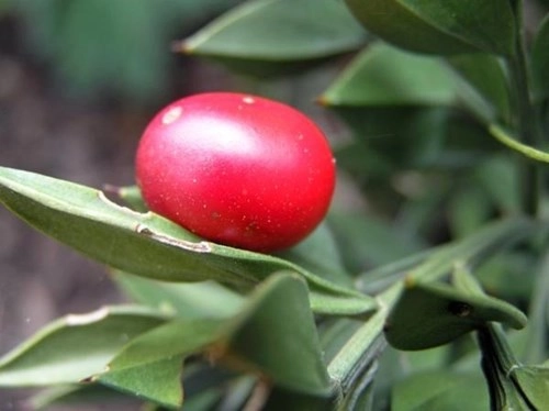 Loại cây độc nhất vô nhị quả đỏ mọng mọc ra từ giữa lá - 11