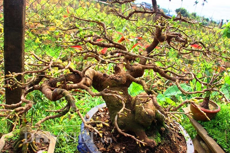 Mãn nhãn ngắm vẻ đẹp hút mắt của gốc mai bonsai bình định - 2