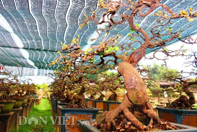 Mãn nhãn ngắm vẻ đẹp hút mắt của gốc mai bonsai bình định - 3