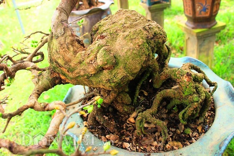 Mãn nhãn ngắm vẻ đẹp hút mắt của gốc mai bonsai bình định - 5