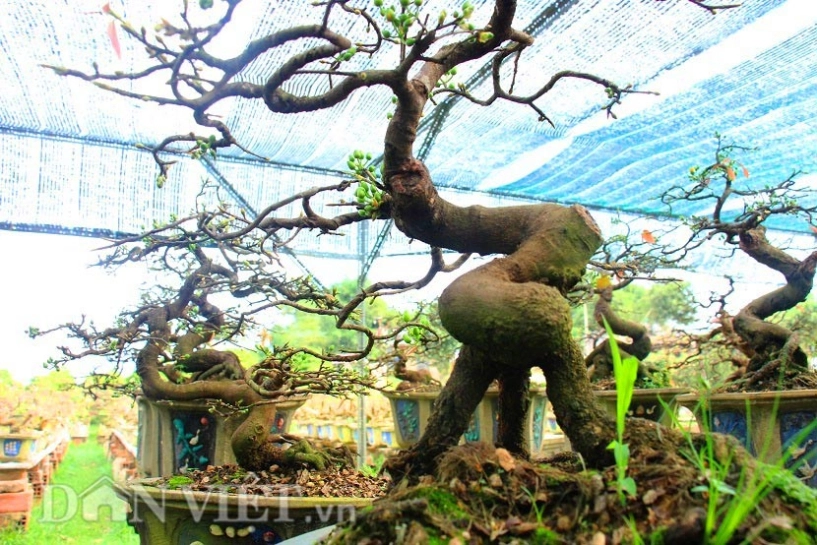 Mãn nhãn ngắm vẻ đẹp hút mắt của gốc mai bonsai bình định - 6