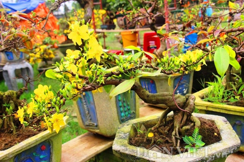 Mãn nhãn ngắm vẻ đẹp hút mắt của gốc mai bonsai bình định - 7