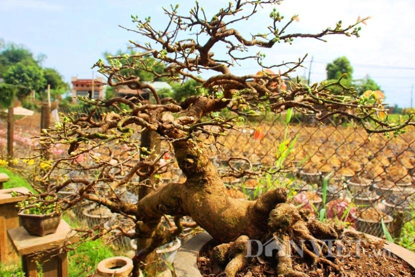 Mãn nhãn ngắm vẻ đẹp hút mắt của gốc mai bonsai bình định - 8