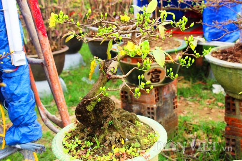 Mãn nhãn ngắm vẻ đẹp hút mắt của gốc mai bonsai bình định - 9