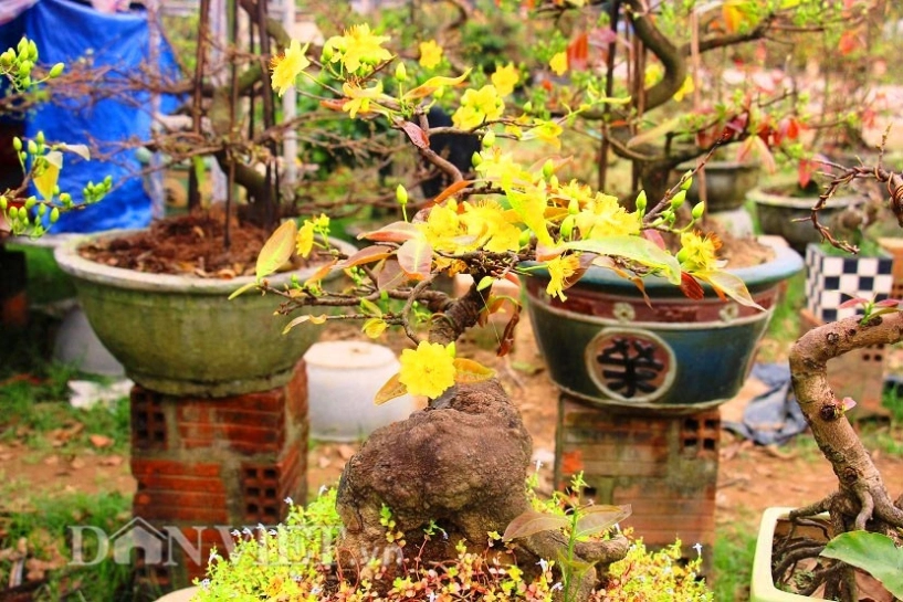 Mãn nhãn ngắm vẻ đẹp hút mắt của gốc mai bonsai bình định - 10