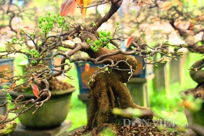 Mãn nhãn ngắm vẻ đẹp hút mắt của gốc mai bonsai bình định - 11