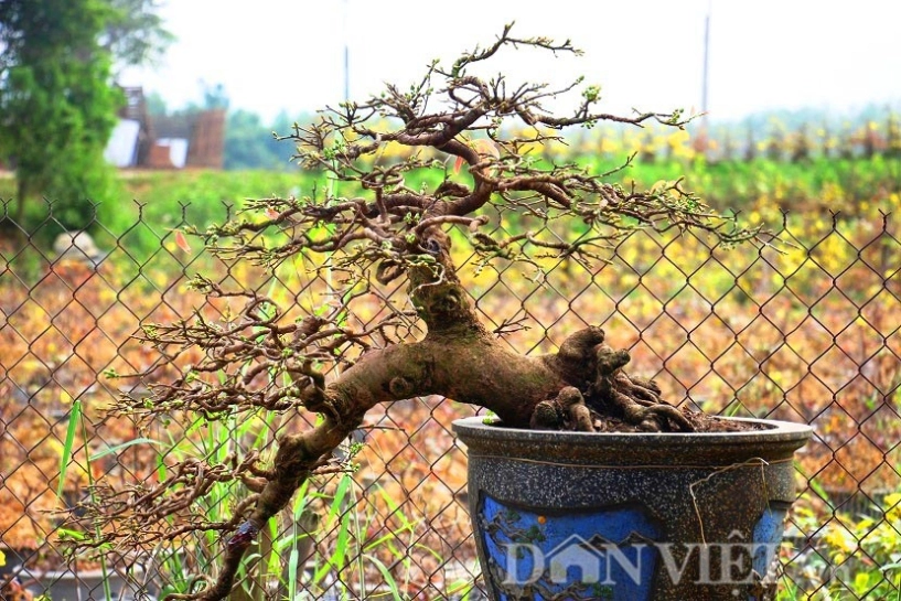 Mãn nhãn ngắm vẻ đẹp hút mắt của gốc mai bonsai bình định - 13