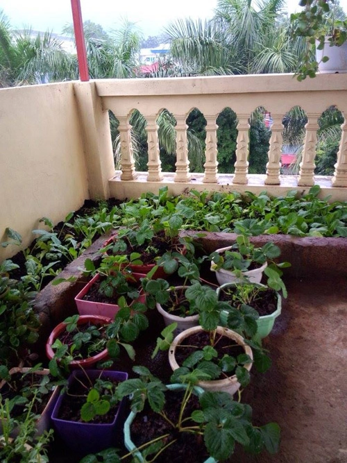 Mẹ trẻ chia sẻ cách trồng 20 cây dâu tây sạch tại nhà - 8
