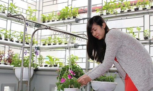 Nữ nhân viên xinh đẹp tự trồng rau ăn quanh năm không hết - 16