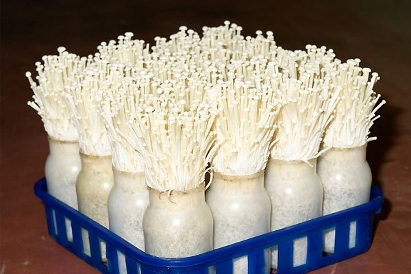 Tự trồng nấm kim châm sạch tại nhà ăn giải ngán ngày tết - 2