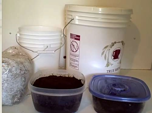 Tự trồng nấm kim châm sạch tại nhà ăn giải ngán ngày tết - 3