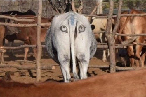 Vì sao những chú bò châu phi đều mang hình đôi mắt trên mông - 1