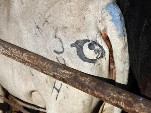 Vì sao những chú bò châu phi đều mang hình đôi mắt trên mông - 3