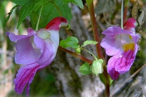 10 loài hoa đẹp mà kì lạ nhất thế giới - 2