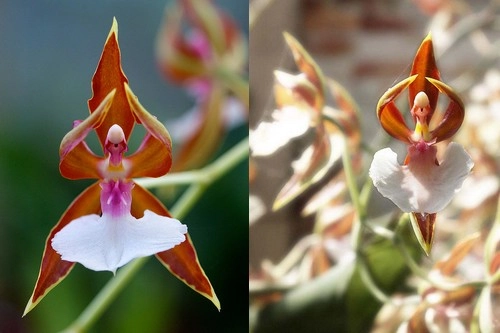 10 loài hoa đẹp mà kì lạ nhất thế giới - 3