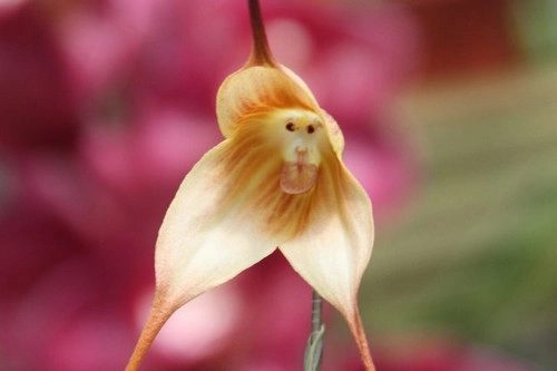 10 loài hoa đẹp mà kì lạ nhất thế giới - 8