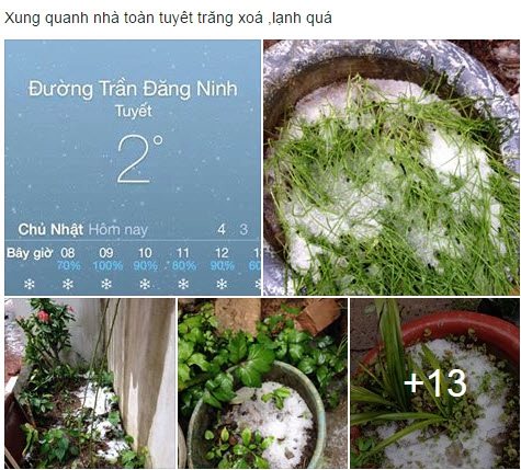 3 bước cứu cây hoa rau sạch sống sót qua ngày băng tuyết - 1