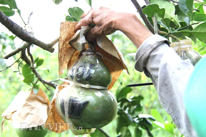 Bưởi đào tiên tạo hình độc đang hiếm hàng - 5