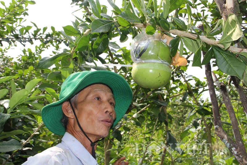 Bưởi đào tiên tạo hình độc đang hiếm hàng - 10