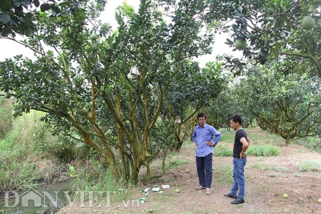 Bưởi tạo hình bản đồ việt nam tiền triệu được đặt hàng sớm - 4