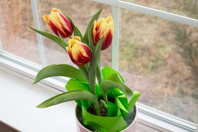 Chị em công sở rộn ràng mua củ giống tulip tiên ông - 1