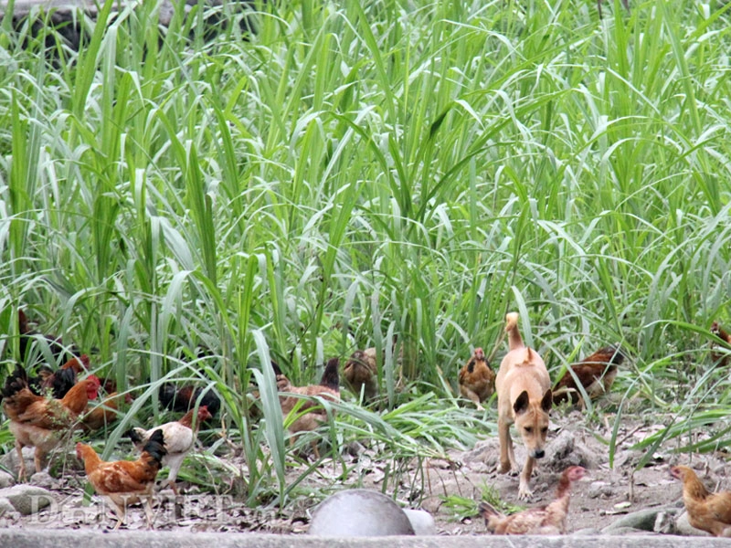 Chi trăm triệu mang chó quý phú quốc về nuôi chung với gà - 5