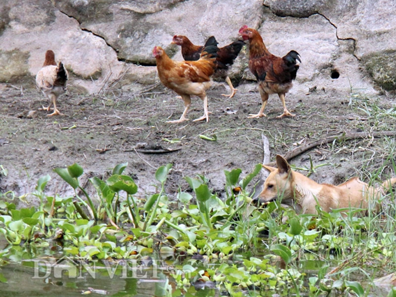 Chi trăm triệu mang chó quý phú quốc về nuôi chung với gà - 1